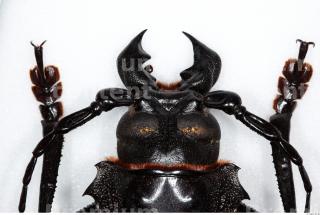 Beetles 0058