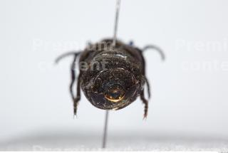 Beetles 0051