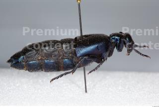 Beetles 0044