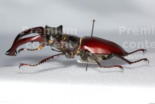 Beetles 0021