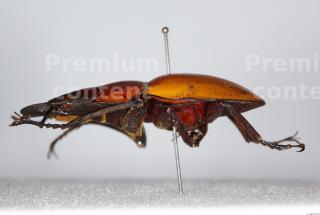 Beetles 0143