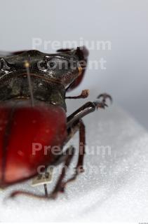 Beetles 0029