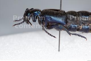 Beetles 0050
