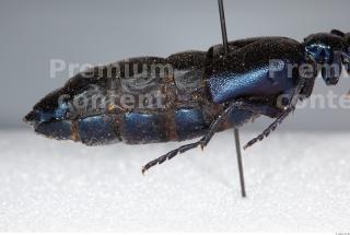 Beetles 0045