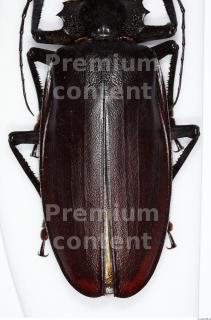 Beetles 0059