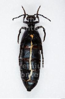 Beetles 0052