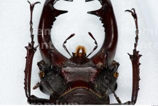 Beetles 0037