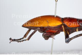 Beetles 0141