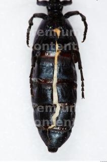 Beetles 0053