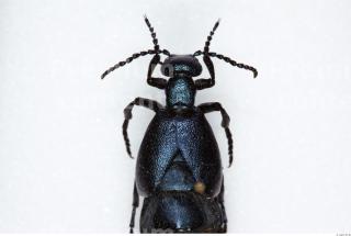 Beetles 0042