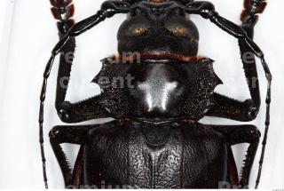 Beetles 0057