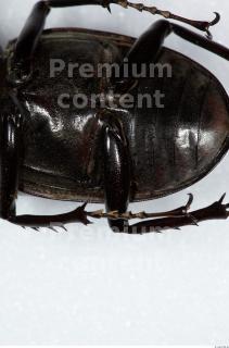 Beetles 0032