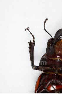 Beetles 0151