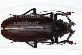 Beetles 0056