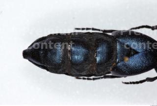 Beetles 0041