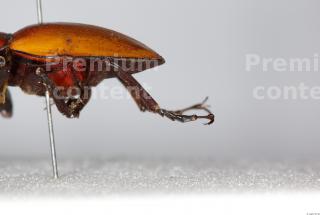 Beetles 0146