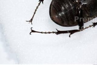 Beetles 0039