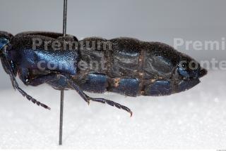 Beetles 0049