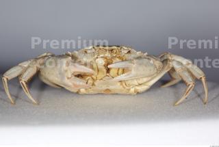 Crab 0013