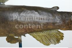 Upper Body Fish