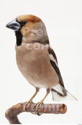 Bird # 2