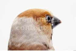 Head Bird