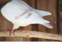 Upper Body Pigeon