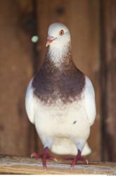 Pigeon