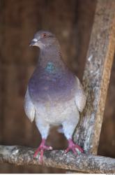 Pigeon