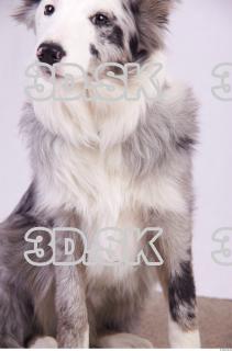 Dog 0002