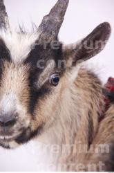 Face Goat