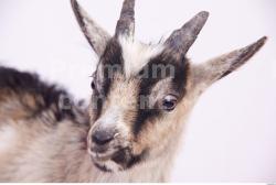 Goat # 1