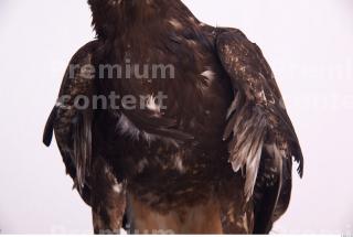 Eagle 0010