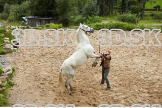 Horse 0067