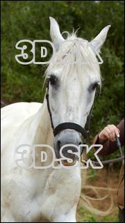 Horse 0001 sm tn