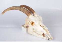 Skull Goat