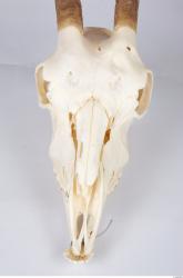 Skull Goat