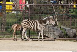 Whole Body Zebra