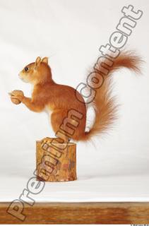 Squirrel-Sciurus vulgaris 0004