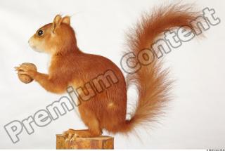 Squirrel-Sciurus vulgaris 0005
