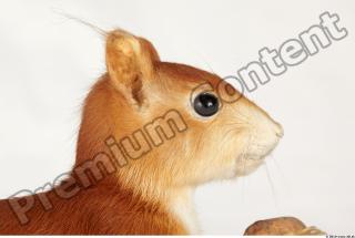 Squirrel-Sciurus vulgaris 0016