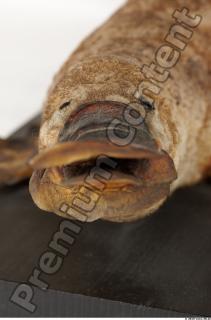 Duckbill-Ornitorhynchus anatinus 0018