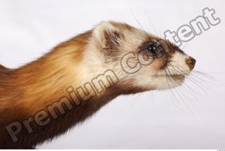 Ferret-Mustela eversmanni 0003