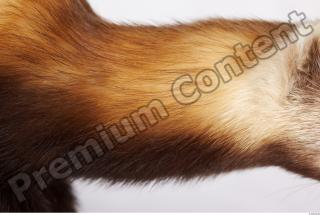 Ferret-Mustela eversmanni 0004