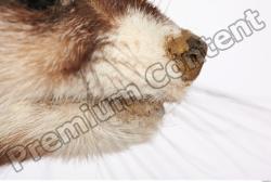 Mouth Ferret Animal photo references
