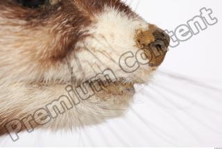 Ferret-Mustela eversmanni 0005