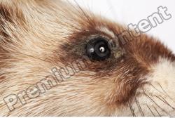 Eye Ferret Animal photo references