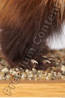 Ferret-Mustela eversmanni 0011