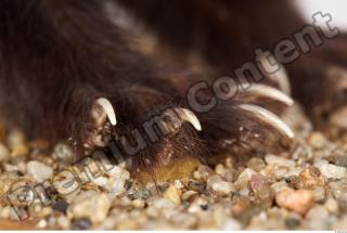 Ferret-Mustela eversmanni 0018