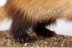 Leg Ferret Animal photo references